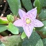 Sesuvium portulacastrum Flor