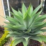 Agave attenuataLeaf