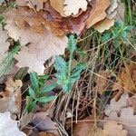 Teucrium chamaedrys Hábitos