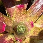 Neoregelia concentrica Flor