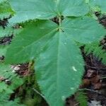 Aralia nudicaulisFolio