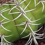 Melocactus matanzanus 葉