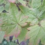 Acer circinatum 葉