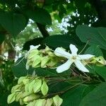 Clerodendrum trichotomum Flor