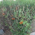 Leonotis leonurusFulla