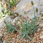 Chardinia orientalis Hábito