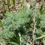 Artemisia frigida Blatt