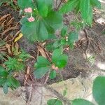Euphorbia milii ഇല