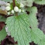 Lamium album Folha