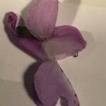 Orchis olbiensis Květ