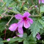 Geranium palmatum Flower