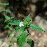 Galeopsis ladanum Leaf