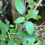 Lippia alba Blad