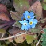 Myosotis sylvatica Květ