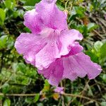 Bignonia magnifica Flower