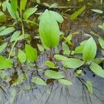 Alisma subcordatum Blad