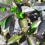 Ligustrum ovalifolium Blatt