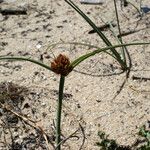 Juncus capitatus Vekstform