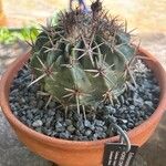 Echinocactus texensis 葉