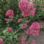Valeriana rubra Kwiat