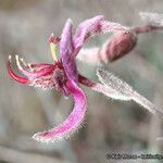 Krameria bicolor Flower