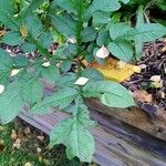 Amorphophallus konjac ᱥᱟᱠᱟᱢ