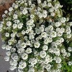 Lobularia maritima Alkat (teljes növény)