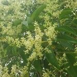 Ligustrum lucidumΛουλούδι