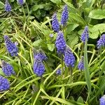 Muscari armeniacum Fulla