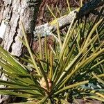 Sciadopitys verticillata Blatt