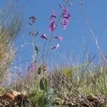 Moricandia moricandioides Hábito