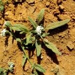 Heliotropium bacciferum Flor