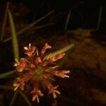 Trifolium willdenovii Flor