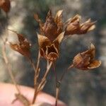 Diatelia tuberaria Mbuma