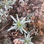 Cistus clusiiLehti