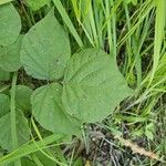 Hylodesmum glutinosum Leaf