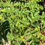 Jasminum grandiflorum Leaf