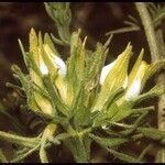 Cordylanthus rigidus Blomst