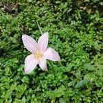 Zephyranthes robustaപുഷ്പം