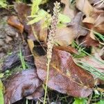 Plantago majorFlower