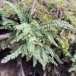 Asplenium trichomanes Habit