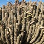 Hoodia gordonii Habit