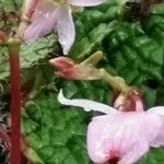 Begonia longiciliata