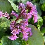 Bergenia crassifolia花