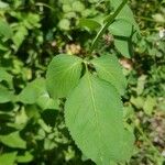 Bidens alba Leaf