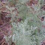 Artemisia austriaca Лист