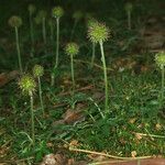 Acaena novae-zelandiae Habit