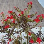 Kalanchoe crenata Habitatea