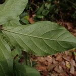 Cremaspora triflora Leaf