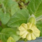 Nicotiana rustica Virág
